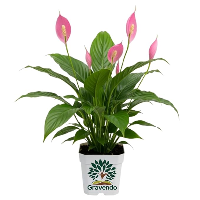 Gravendo Pink Peace Lily (Spathip