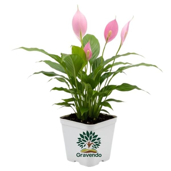 Gravendo Pink Peace Lily (Spathip - Image 4