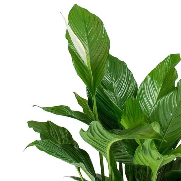 Gravendo Pink Peace Lily (Spathip - Image 2